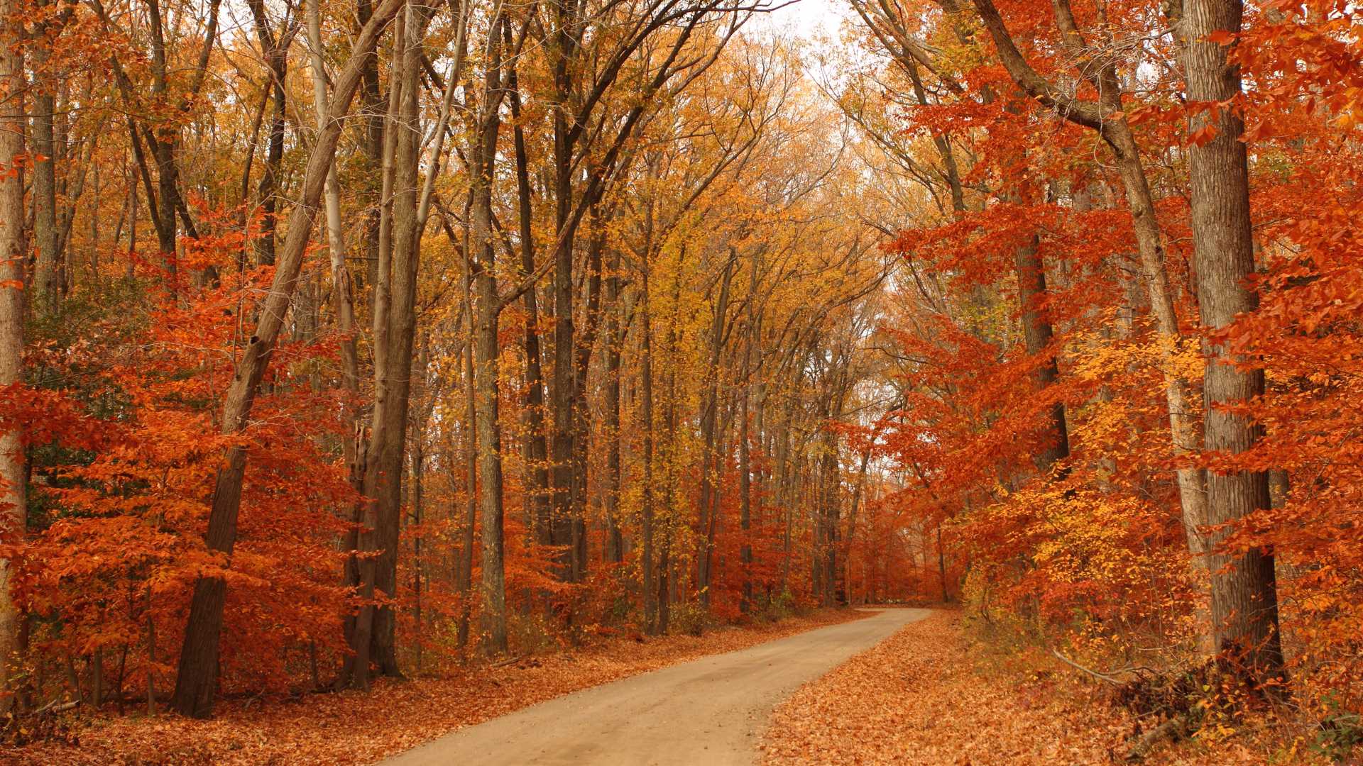 Campitello Matese in autunno: trekking, colori e weekend nel Molise autentico