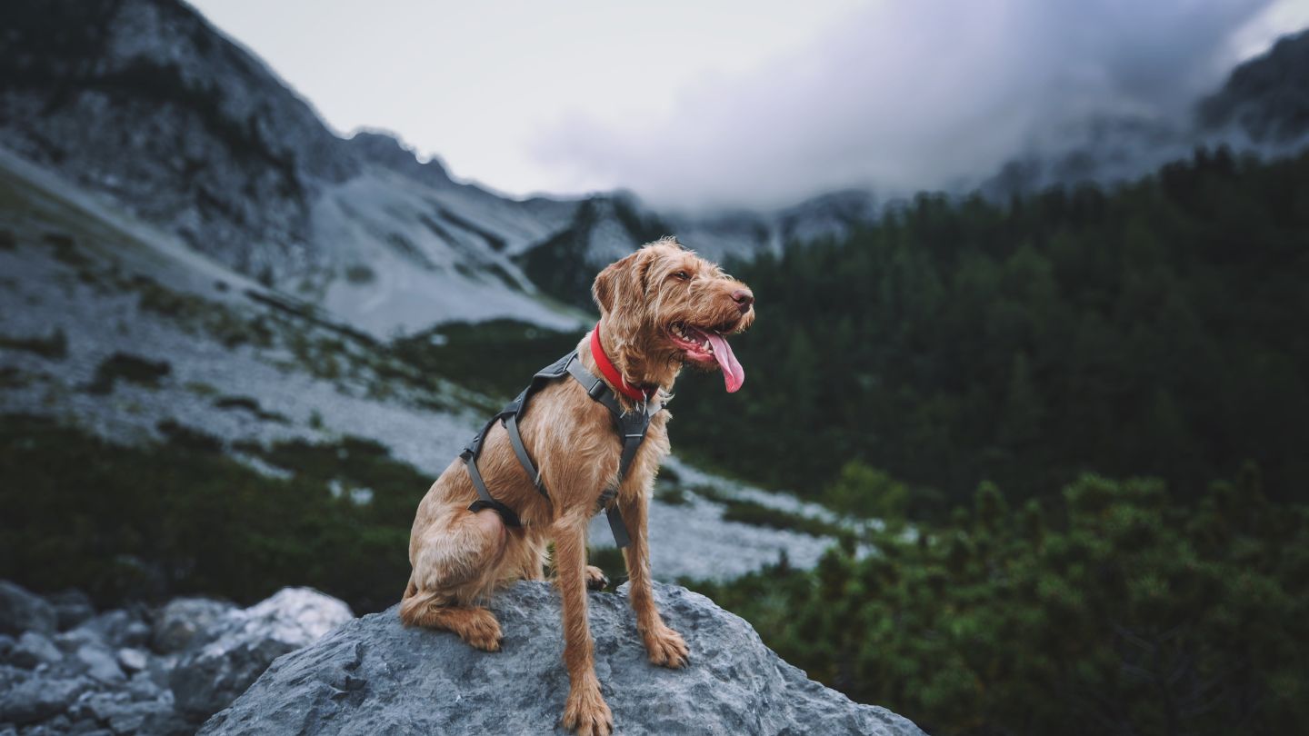 Campitello Matese con il cane: cosa controllare prima di salire